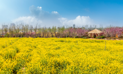 乡村田园油菜花田观光旅游