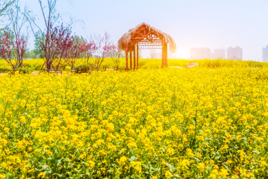 乡村田园油菜花田观光旅游