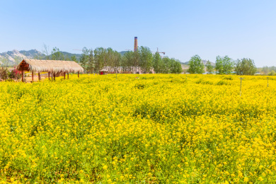 乡村田园油菜花田观光旅游