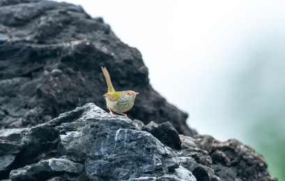在枝叶间跳来跳去并于此觅食的长尾缝叶莺鸟