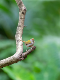在枝叶间跳来跳去并于此觅食的长尾缝叶莺鸟