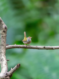 在枝叶间跳来跳去并于此觅食的长尾缝叶莺鸟