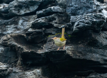 在枝叶间跳来跳去并于此觅食的长尾缝叶莺鸟