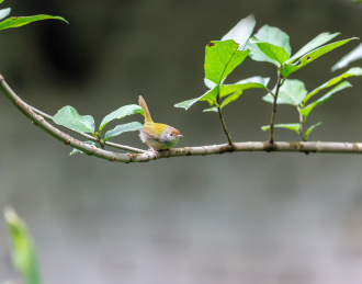 在枝叶间跳来跳去并于此觅食的长尾缝叶莺鸟