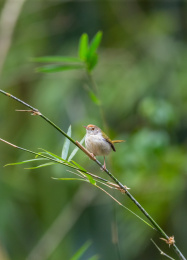 在枝叶间跳来跳去并于此觅食的长尾缝叶莺鸟