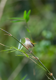 在枝叶间跳来跳去并于此觅食的长尾缝叶莺鸟