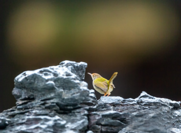 在枝叶间跳来跳去并于此觅食的长尾缝叶莺鸟