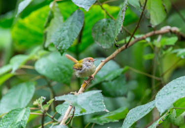 在枝叶间跳来跳去并于此觅食的长尾缝叶莺鸟
