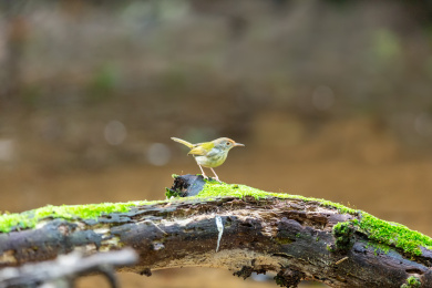 在枝叶间跳来跳去并于此觅食的长尾缝叶莺鸟