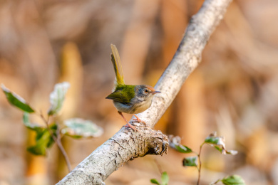 在枝叶间跳来跳去并于此觅食的长尾缝叶莺鸟