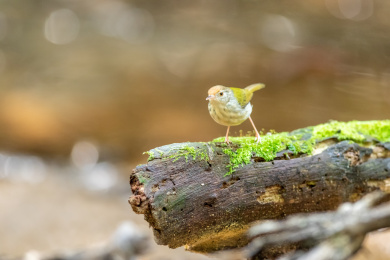 在枝叶间跳来跳去并于此觅食的长尾缝叶莺鸟