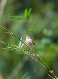 在枝叶间跳来跳去并于此觅食的长尾缝叶莺鸟