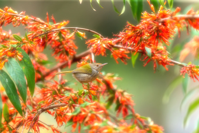 在枝叶间跳来跳去并于此觅食的长尾缝叶莺鸟