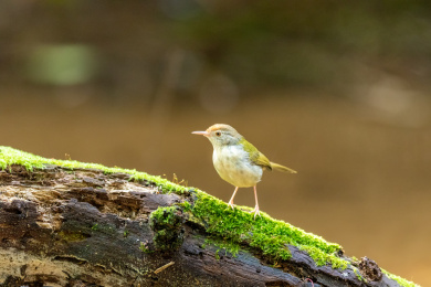 在枝叶间跳来跳去并于此觅食的长尾缝叶莺鸟
