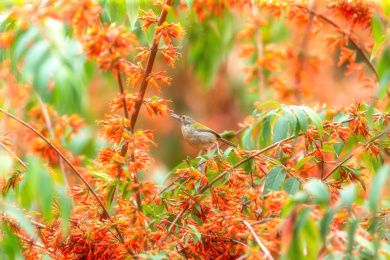 在枝叶间跳来跳去并于此觅食的长尾缝叶莺鸟