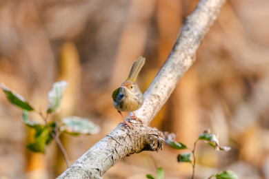 在枝叶间跳来跳去并于此觅食的长尾缝叶莺鸟