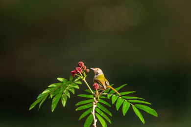 在枝叶间跳来跳去并于此觅食的长尾缝叶莺鸟