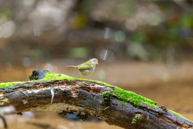 在枝叶间跳来跳去并于此觅食的长尾缝叶莺鸟