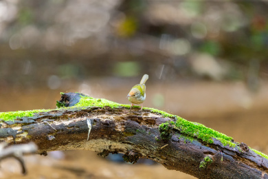 在枝叶间跳来跳去并于此觅食的长尾缝叶莺鸟
