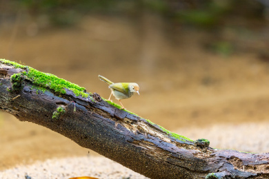 在枝叶间跳来跳去并于此觅食的长尾缝叶莺鸟