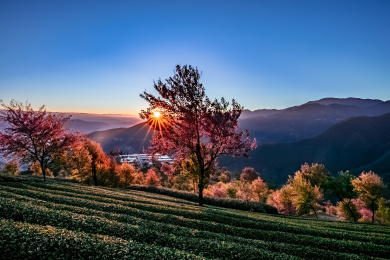 云南省大理州南涧县无量山樱花谷自然景观