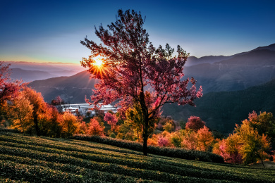 云南省大理州南涧县无量山樱花谷自然景观