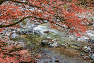 中国四川巴中南江光雾山大坝景区红叶