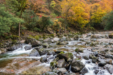 中国四川巴中南江光雾山大坝景区红叶