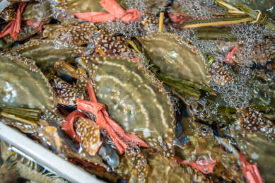 水产市场鲜活的三疣梭子蟹