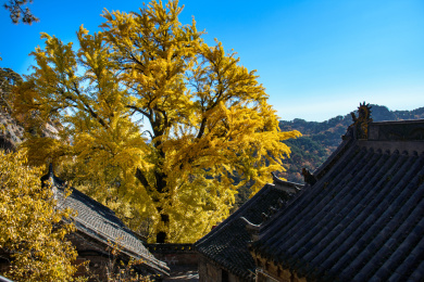 中国辽宁千山木鱼庵深秋古银杏树