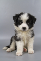 灰色背景的黑白色边境牧羊犬