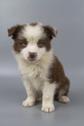 灰色背景的棕白色边境牧羊犬