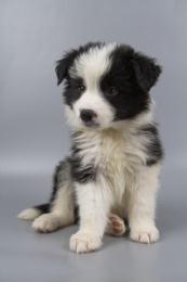 灰色背景的黑白色边境牧羊犬