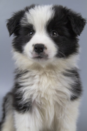 灰色背景的黑白色边境牧羊犬