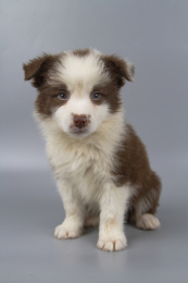 灰色背景的棕白色边境牧羊犬