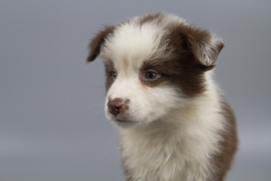 灰色背景的棕白色边境牧羊犬