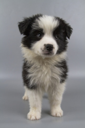 灰色背景的黑白色边境牧羊犬