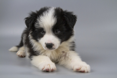 灰色背景的黑白色边境牧羊犬