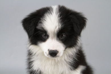 灰色背景的黑白色边境牧羊犬