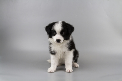 灰色背景的黑白色边境牧羊犬