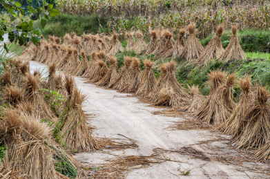 山里的道路
