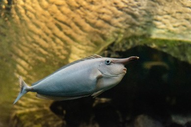 海洋馆里的短吻鱼