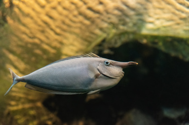 海洋馆里的短吻鱼