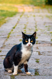 公园里一只黑白色小猫