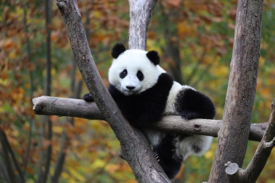 秋天红叶下的熊猫宝宝在木架上