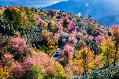 云南省大理州南涧县无量山樱花谷自然景观