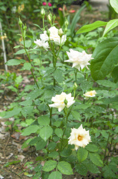 春天生长旺盛的月季花