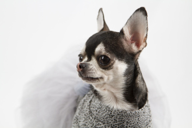 白色背景的吉娃娃