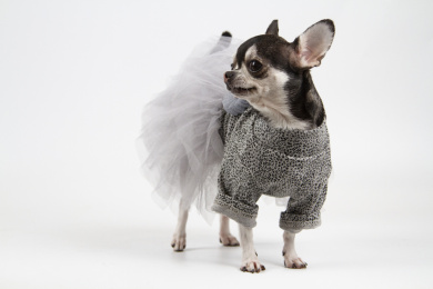 白色背景的吉娃娃