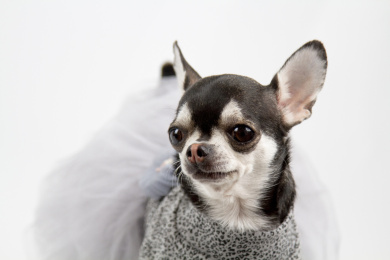 白色背景的吉娃娃